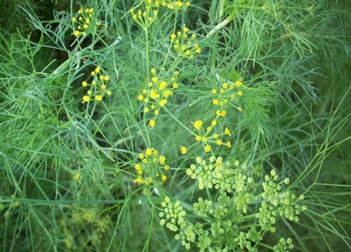 茴香苗种植时间和方法