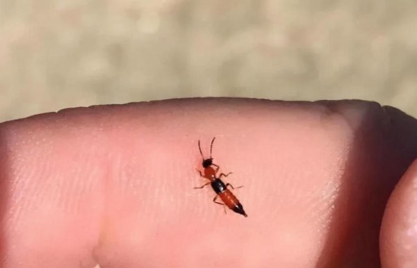 带翅膀的黑蚂蚁是什么