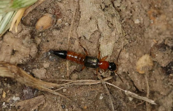 带翅膀的黑蚂蚁是什么