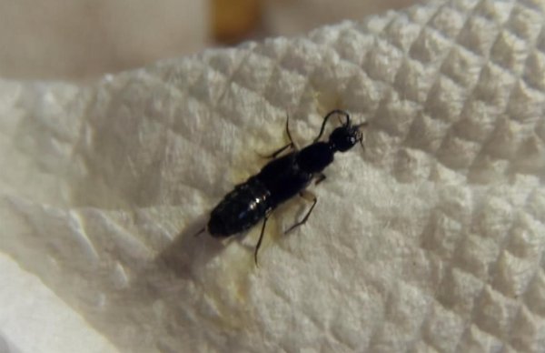 带翅膀的黑蚂蚁是什么