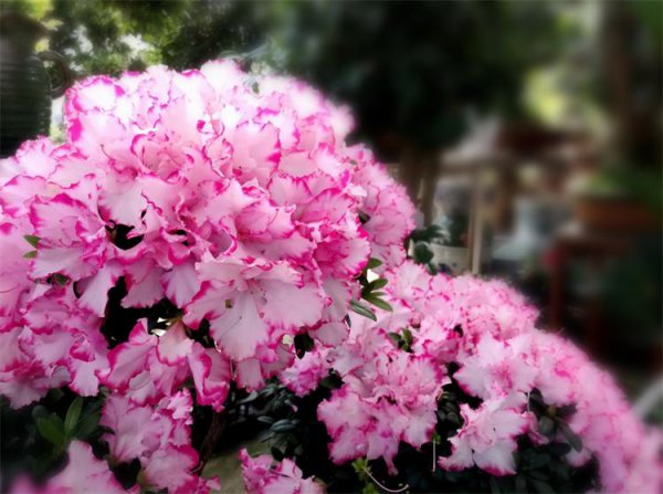 杜鹃什么季节开花