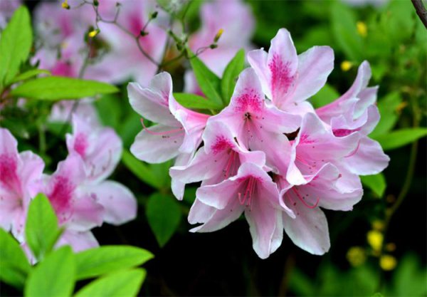 杜鹃什么季节开花