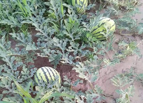 露天西瓜几月份种植最好