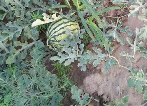 露天西瓜几月份种植最好