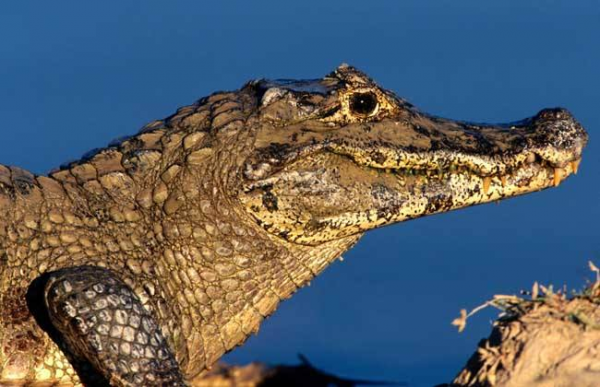 鳄鱼的祖先是什么动物