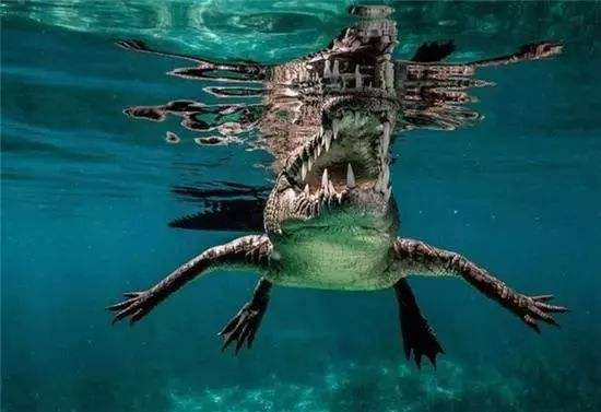 鳄鱼的祖先是什么动物