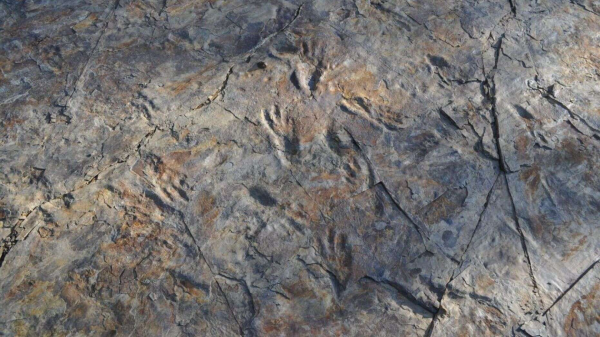 鳄鱼的祖先是什么动物