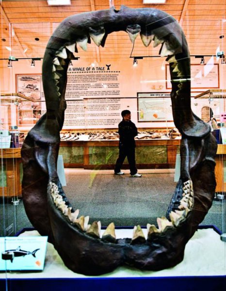 巨齿鲨灭绝了吗