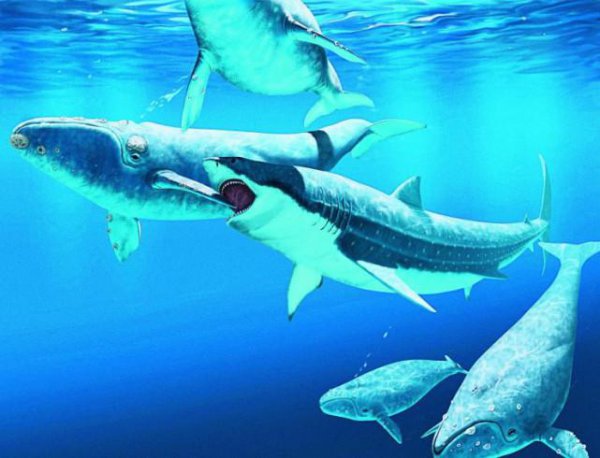 巨齿鲨灭绝了吗