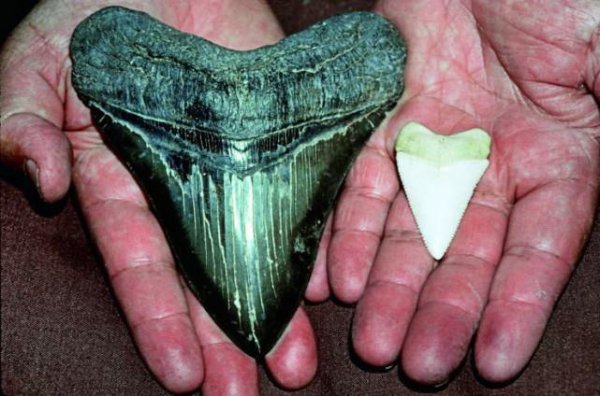 巨齿鲨灭绝了吗