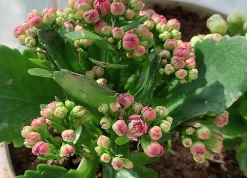 长寿花开花有毒吗