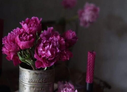 芍药的种植方法及时间