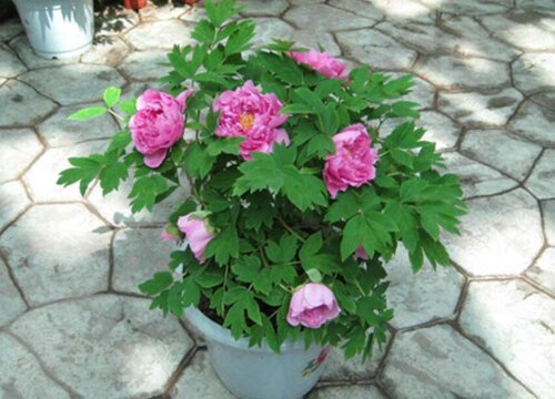 芍药的种植方法及时间