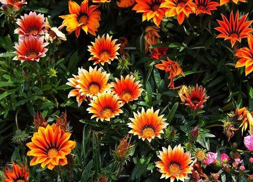 太阳花播种后多久开花