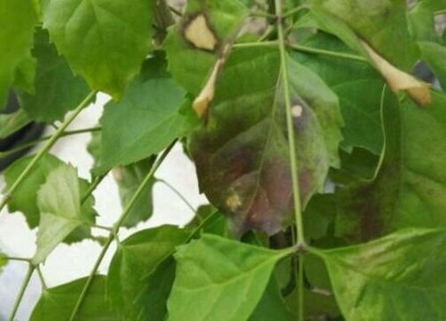 绿宝树可以浇啤酒吗