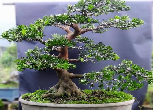 罗汉松什么品种最名贵