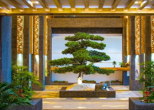 罗汉松什么品种最名贵