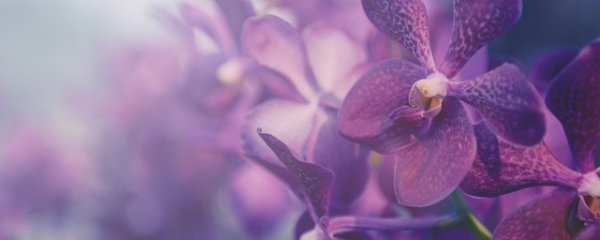 兰花换盆注意事项和方法