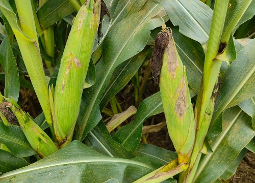 mc121玉米种简介