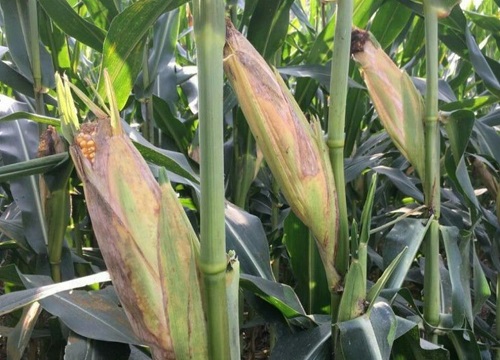 mc121玉米种简介