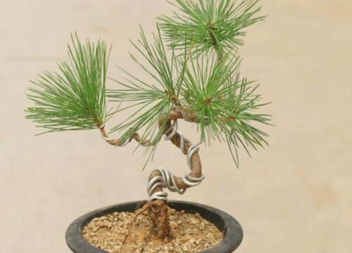 黑松的生长周期是多长时间