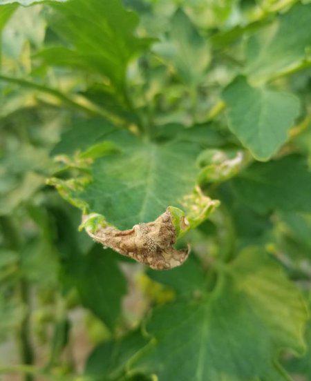 番茄灰霉病的防治方法