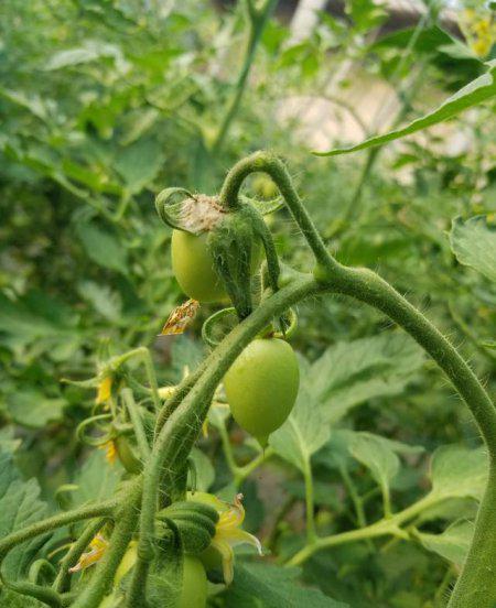 番茄灰霉病的防治方法