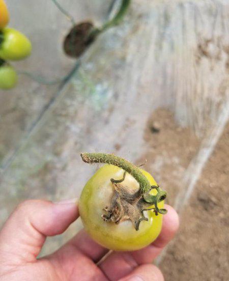 番茄灰霉病的防治方法