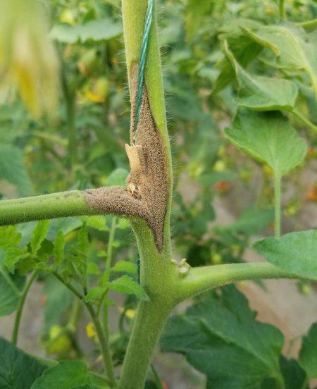 番茄灰霉病的防治方法