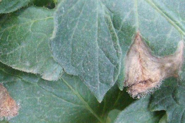 番茄灰霉病的防治方法