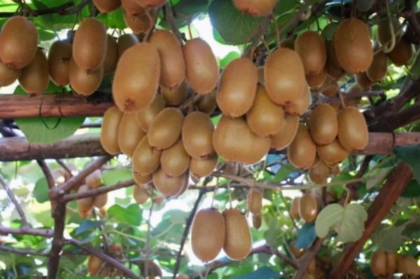 猕猴桃催熟一般需要几天时间