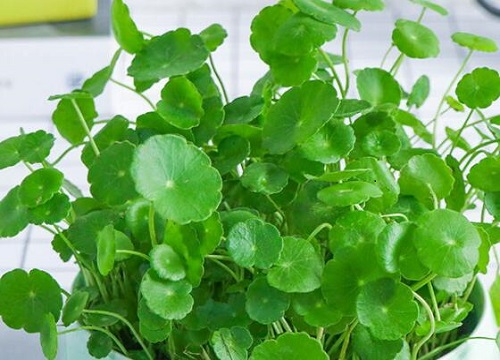 铜钱草怎么修剪方法