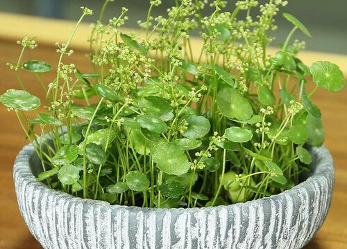 铜钱草怎么修剪方法