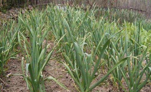 种植大蒜冬天怎样过冬
