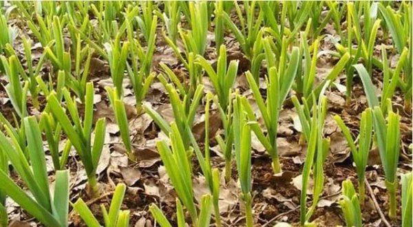 种植大蒜冬天怎样过冬