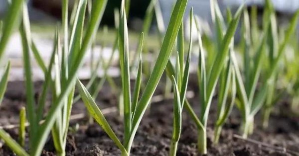 种植大蒜冬天怎样过冬