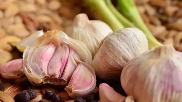 种植大蒜冬天怎样过冬