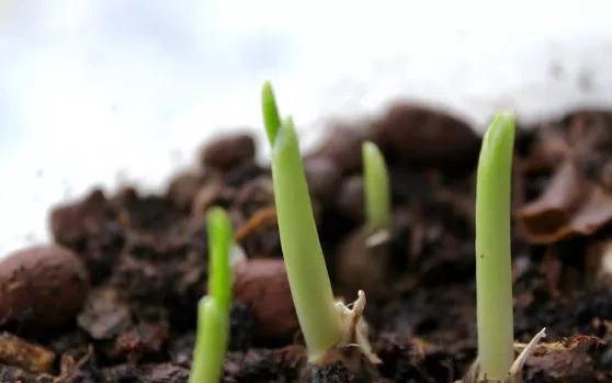 种植大蒜冬天怎样过冬