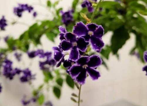 金丝露巧克力花耐寒吗