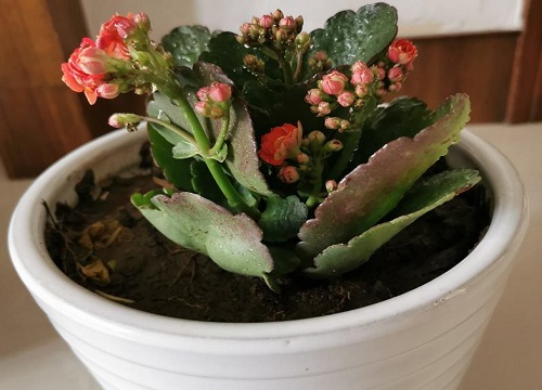 长寿花养成老桩有几个方法