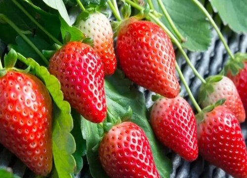 新鲜草莓怎样长时间保存