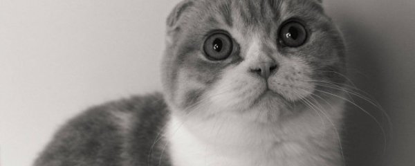 对猫过敏怎么办