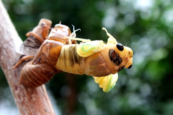 种植金蝉一亩地的利润和成本
