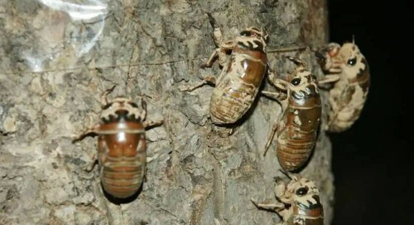 种植金蝉一亩地的利润和成本