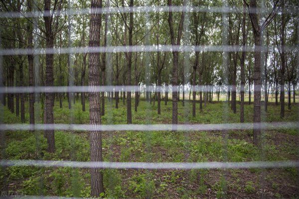 种植金蝉一亩地的利润和成本