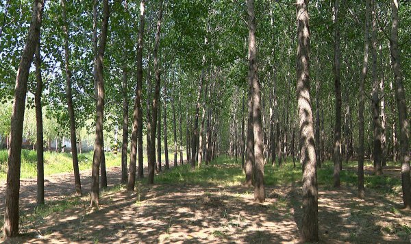 种植金蝉一亩地的利润和成本