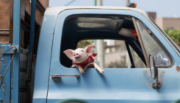 犹太人吃猪肉吗