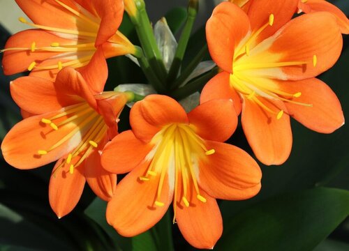 君子兰夏季不休眠反而开大花是怎么做到的