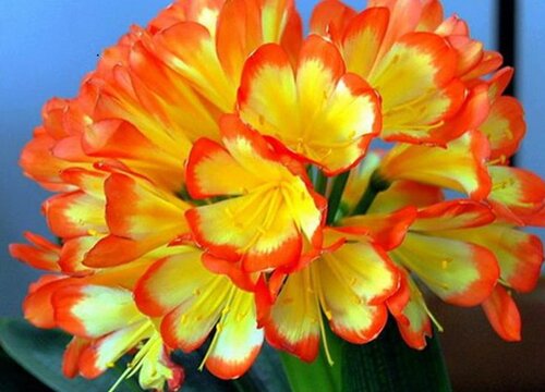 君子兰夏季不休眠反而开大花是怎么做到的