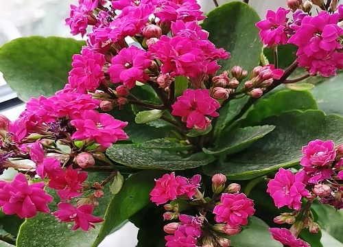 长寿花冬春如何促花能轻松开成花球